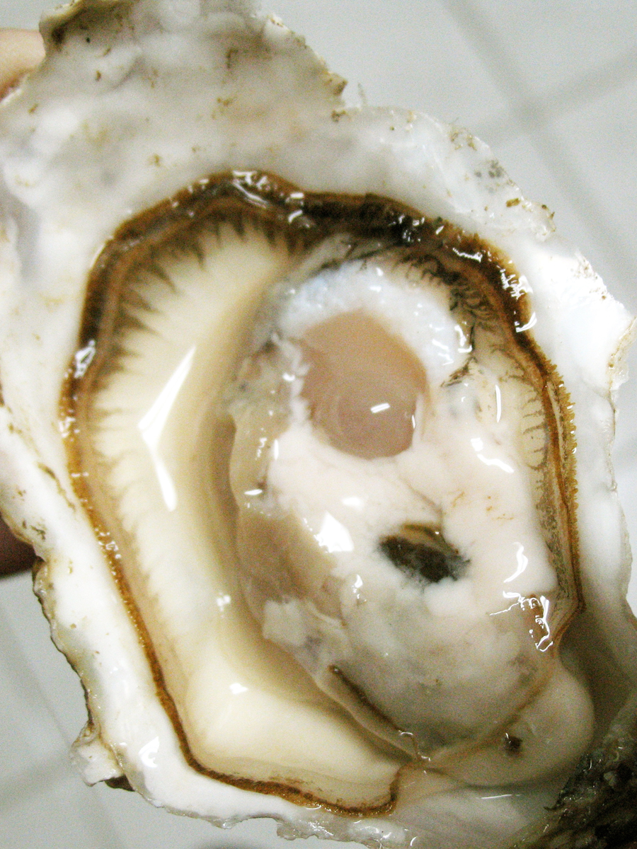 close up photo of a raw Atlantic oyster in half its shel