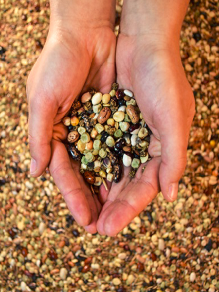 close up photo of two hands holding a variety of seeds