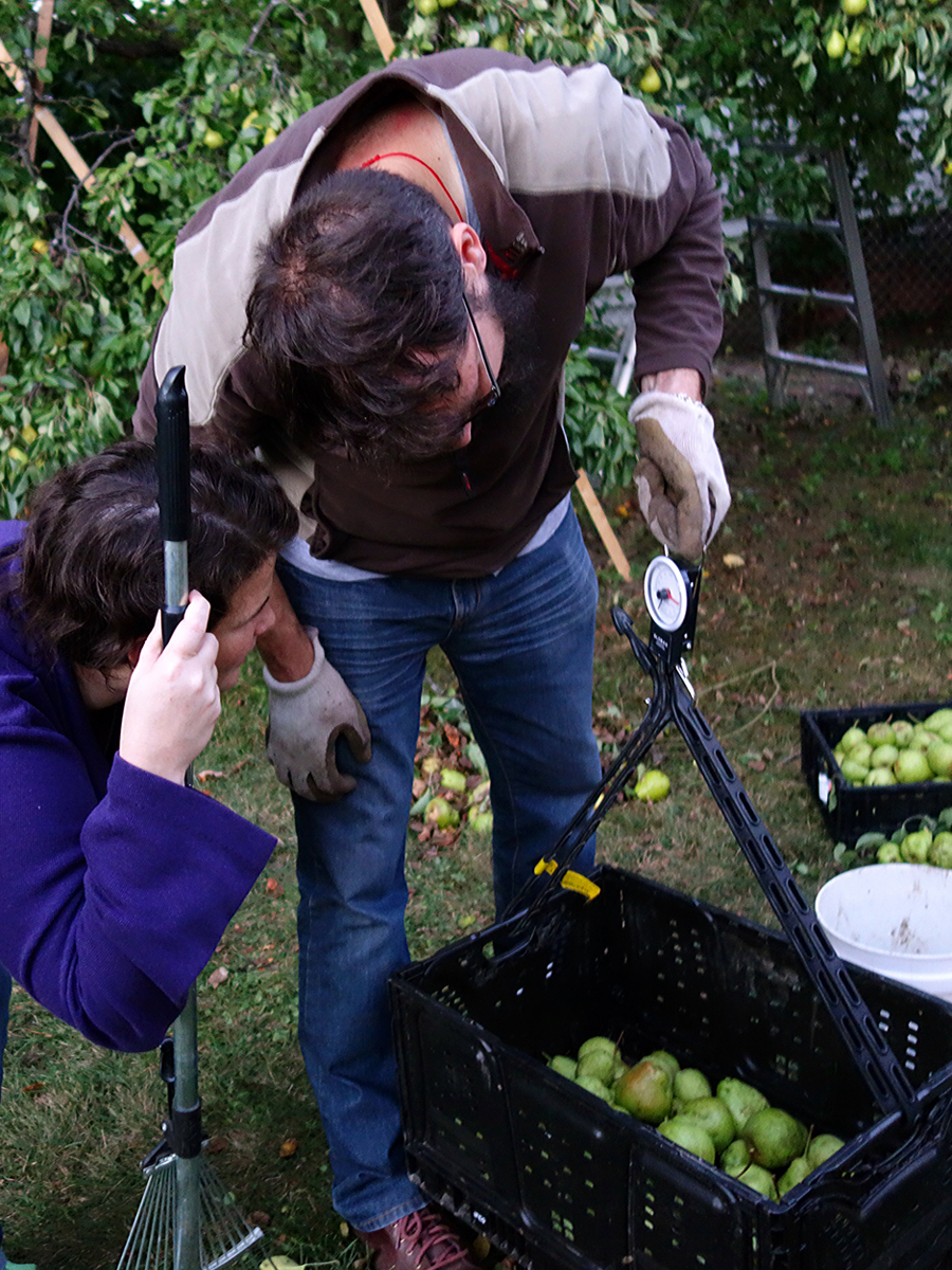two peope weighing pears in a fruit bin during a backyard harvest