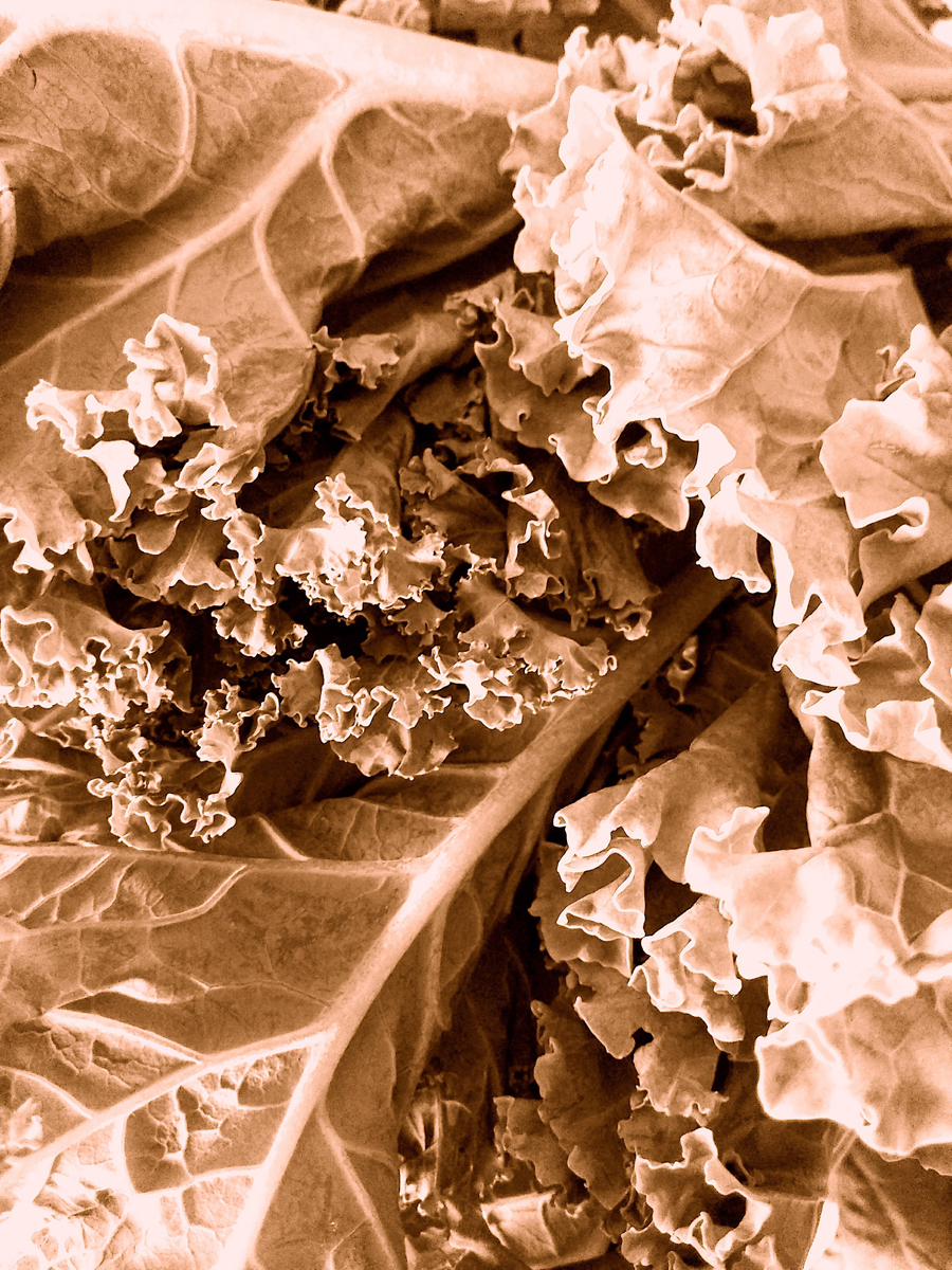 Photograph of kale in sepia tones
