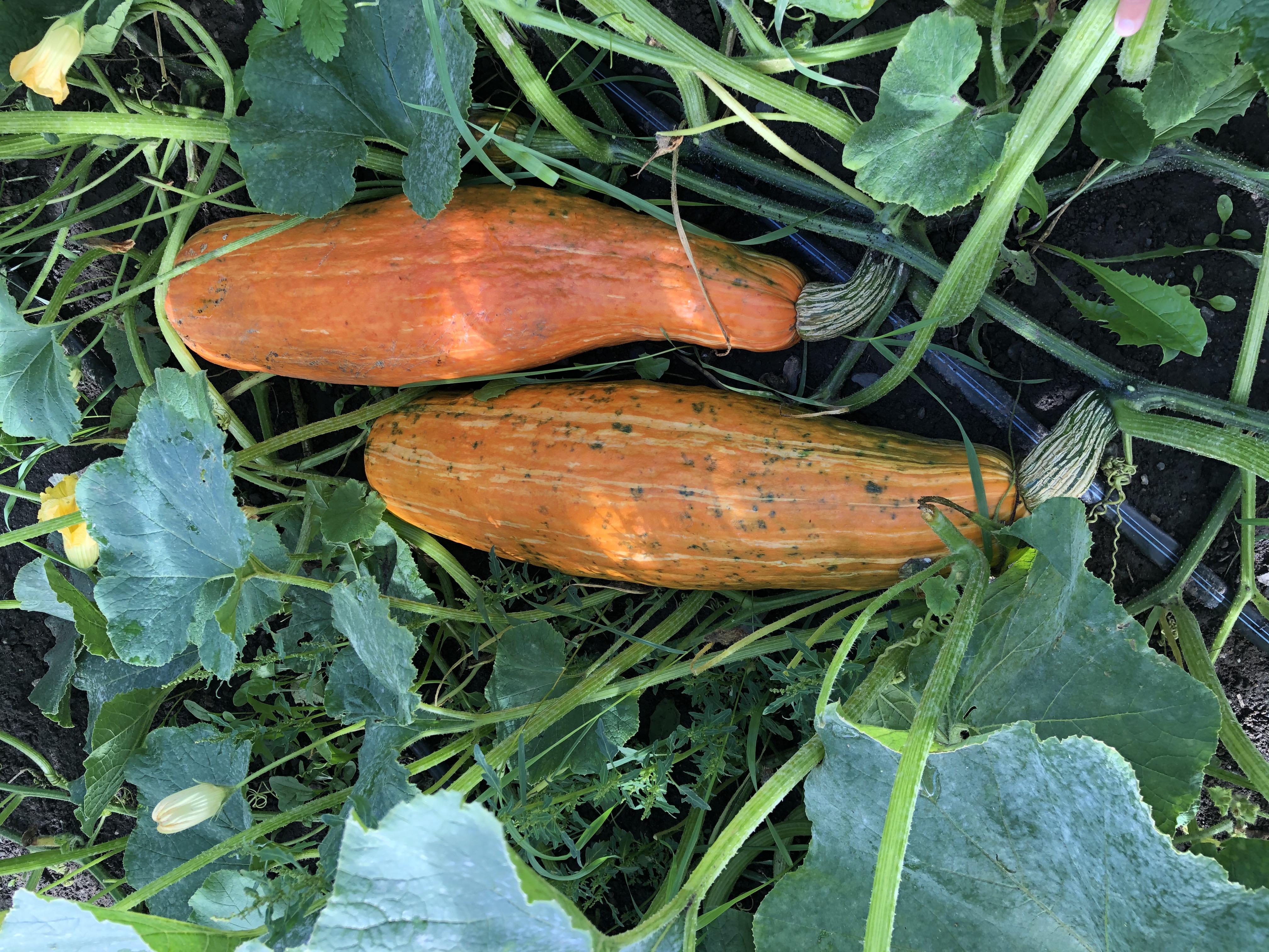 photo of two Gete-Okosomin squash growing in greenery