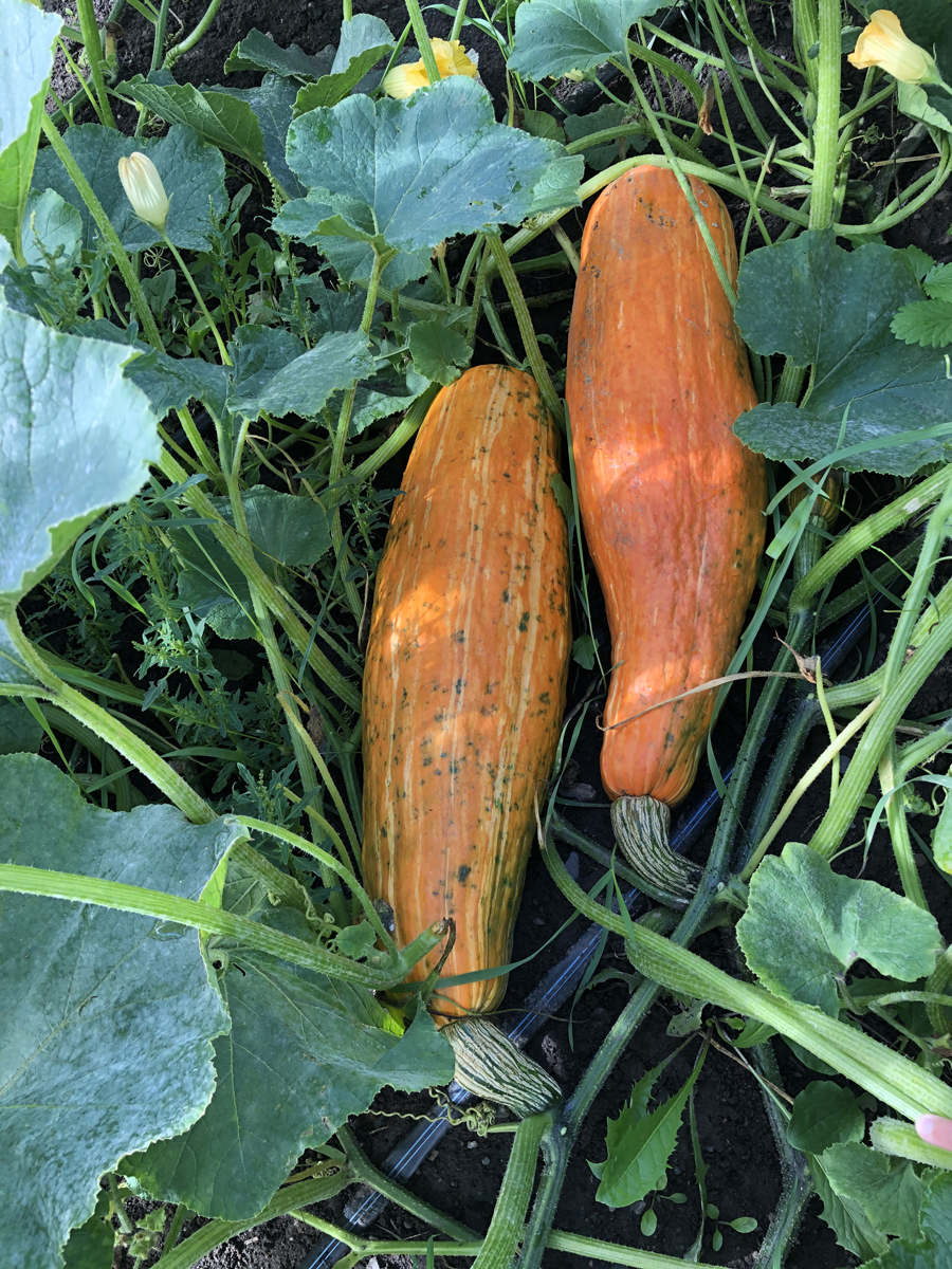 photo of two Gete-Okosomin squash growing in greenery