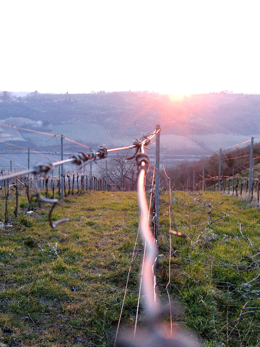 Early evening view of a field of grapevines, with hills and sunset in the distance.