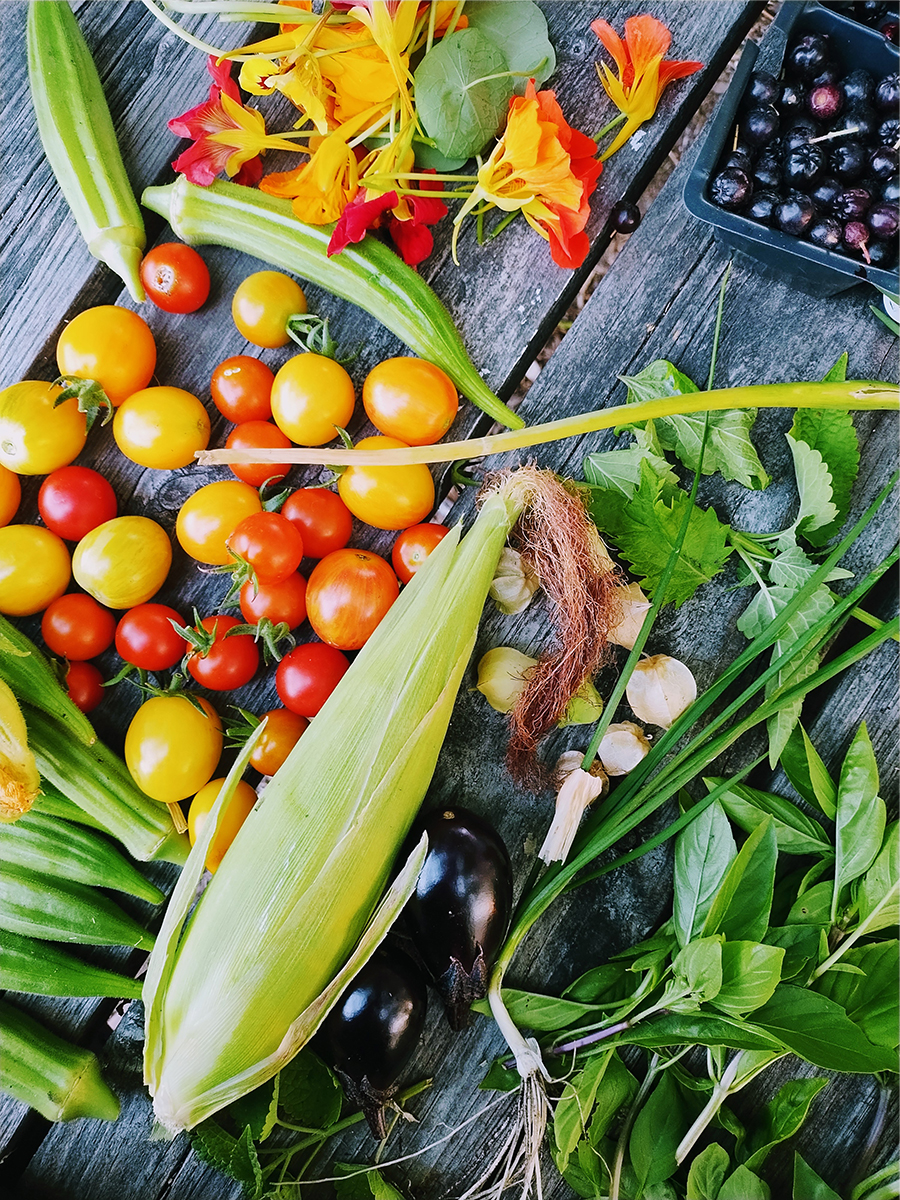 A picnic table covered in summer produce: red, orange, and yellow tomatoes, corn, okra, basil, nasturtium flowers, eggplants and aronia berries