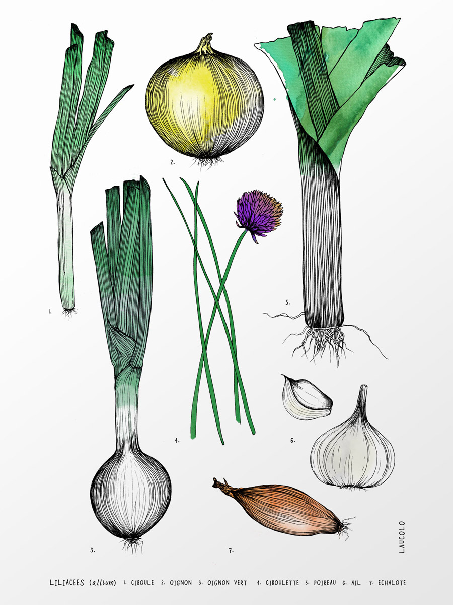 A botanical illustration of alliums with onions, leeks, chivs, garlic, shallots, green onions - with black ink and watercolour effect.