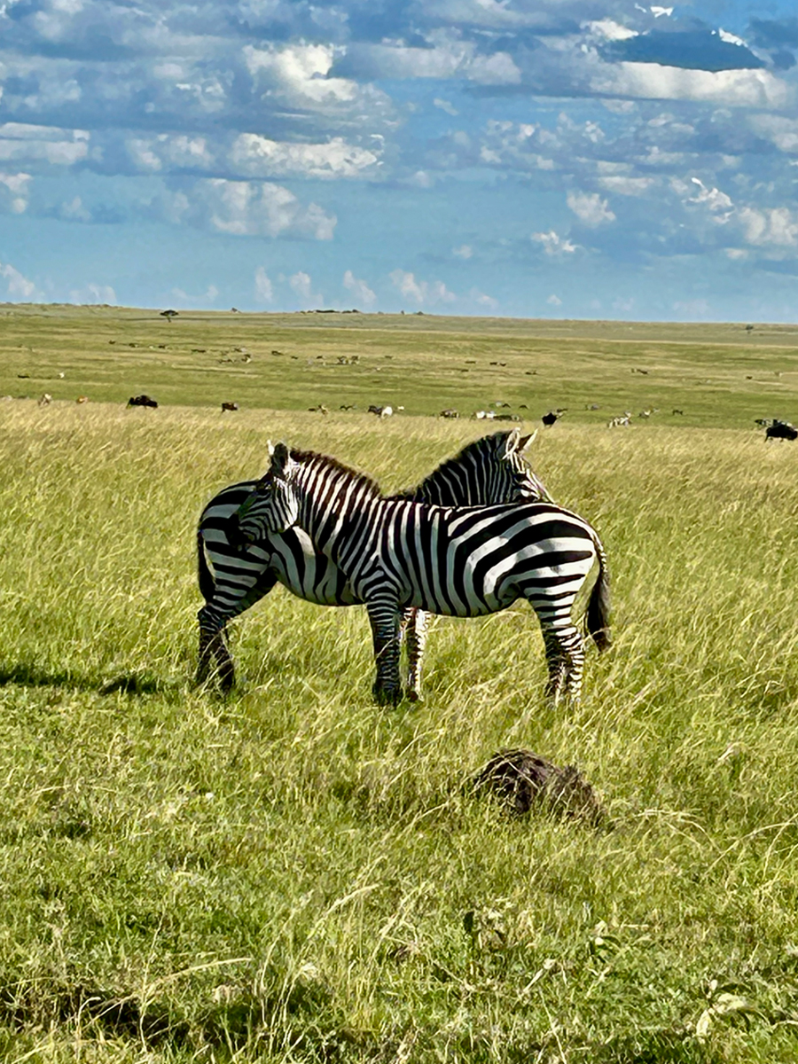 Two zebras standing tip to tail in the foreground with a background of green grasses and blue sky.