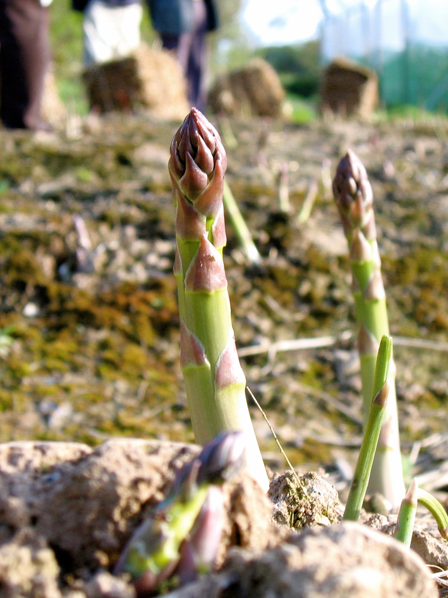 close up of two stalks of asparagus poking up out of the soil with people standing the background