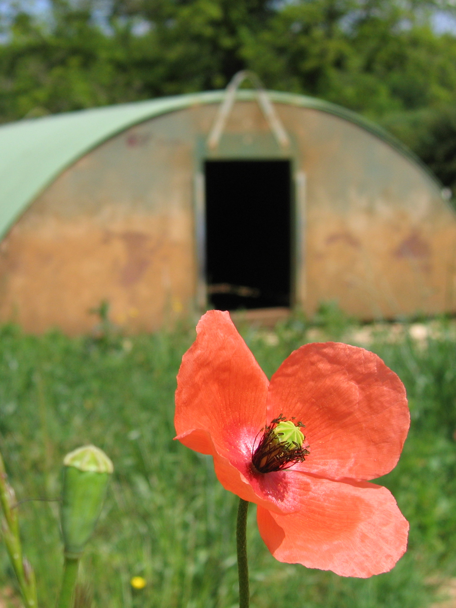 photo of a red poppy in the foreground and a pig shed, blurry, in the background